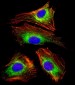 LAMP1 Antibody [Knockout Validated]